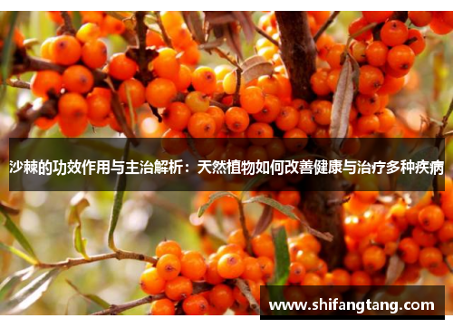 沙棘的功效作用与主治解析：天然植物如何改善健康与治疗多种疾病